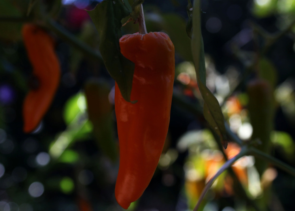 Chillies